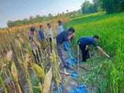 Petani Grobogan Tewas Tersengat Jebakan Listrik Buatan Sendiri di Sawah, Begini Kronologinya