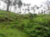 Pesona Bukit Sembrani Watumalang, Jadi Magnet Baru Wisata Alam di Wonosobo 