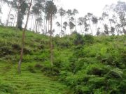 Pesona Bukit Sembrani Watumalang, Jadi Magnet Baru Wisata Alam di Wonosobo 