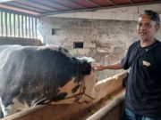 Jelang Idul Adha, Sapi 1 Ton Asal Kalikajar Dipilih Jadi Kurban Presiden di Wonosobo