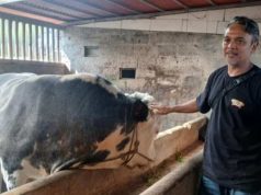 Jelang Idul Adha, Sapi 1 Ton Asal Kalikajar Dipilih Jadi Kurban Presiden di Wonosobo