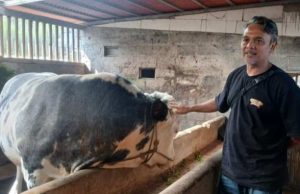 Jelang Idul Adha, Sapi 1 Ton Asal Kalikajar Dipilih Jadi Kurban Presiden di Wonosobo