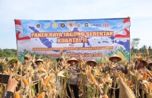 Dukung Program Ketahanan Pangan Nasional, Polres Purworejo Gelar Panen Raya Jagung Serentak Kuartal II Tahun 2026