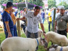 Upaya Pemprov Jateng Pastikan Kesehatan Hewan Kurban Iduladha 2026