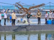 Presiden Panen Udang di Kebumen, Gubernur Luthfi: Perikanan Jateng Menjanjikan