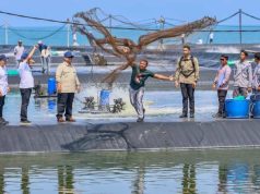 Presiden Panen Udang di Kebumen, Gubernur Luthfi: Perikanan Jateng Menjanjikan