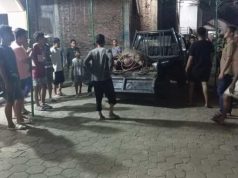 Kerbau Kurban Lepas di Kudus, Seruduk 2 Pemotor hingga Dilumpuhkan Polisi