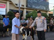 Rayakan Iduladha 1447, Polres Purworejo Distribusikan 2 Sapi Dan 22 Kambing Kepada Masyarakat
