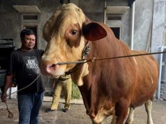 Sapi Asal Kabupaten Magelang Seberat 1 Ton Lebih untuk Hewan Kurban Presiden RI