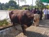 Sapi Kurban Presiden Prabowo di Kudus Mengamuk Jelang Disembelih