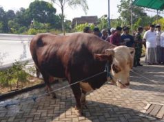 Sapi Kurban Presiden Prabowo di Kudus Mengamuk Jelang Disembelih