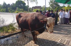 Sapi Kurban Presiden Prabowo di Kudus Mengamuk Jelang Disembelih