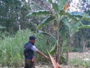 Angkut Kayu Jati Tanpa Dokumen, Pria Asal Wirosari Ini Diamankan Polisi