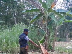 Angkut Kayu Jati Tanpa Dokumen, Pria Asal Wirosari Ini Diamankan Polisi