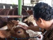 Bobot Hampir 1 Ton, Abimanyu Sapi Kurban Presiden Prabowo di Batang
