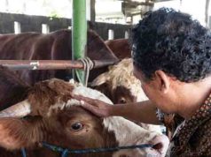 Bobot Hampir 1 Ton, Abimanyu Sapi Kurban Presiden Prabowo di Batang