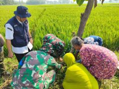 TMMD Kodim 0725/Sragen Tanam 500 Pohon Buah untuk Masa Depan Desa