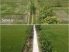 Petani Desa Puro Tersenyum, Jalan Sawah 1,1 Kilometer Berubah Mulus Berkat TMMD