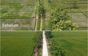 Petani Desa Puro Tersenyum, Jalan Sawah 1,1 Kilometer Berubah Mulus Berkat TMMD