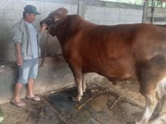 Presiden Prabowo Titip Kurban di MAJT, Panitia Pastikan Tepat Sasaran