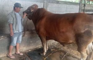 Presiden Prabowo Titip Kurban di MAJT, Panitia Pastikan Tepat Sasaran