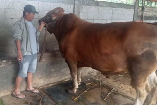 Presiden Prabowo Titip Kurban di MAJT, Panitia Pastikan Tepat Sasaran