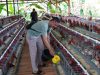 Rintis Peternakan Ayam Petelur, BUMDES Tahunan Target 900 Butir Telur Per Hari