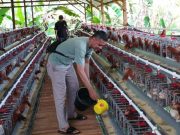 Rintis Peternakan Ayam Petelur, BUMDES Tahunan Target 900 Butir Telur Per Hari