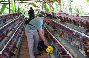 Rintis Peternakan Ayam Petelur, BUMDES Tahunan Target 900 Butir Telur Tiap Hari