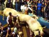 Buda Mahesaba, Tahun Sapi Diprediksi Tidak Banyak Hujan