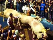 Buda Mahesaba, Tahun Sapi Diprediksi Tidak Banyak Hujan