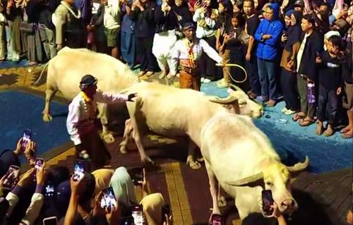 Buda Mahesaba, Tahun Sapi Diprediksi Tidak Banyak Hujan