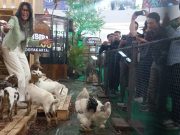 Nonton Kebun Binatang Mini di The Park Mall Semarang, jadi Sarana Edukasi dan Konservasi