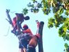Menegangkan, Evakuasi Pemotong Pohon yang Pingsan di Pucuk Dahan