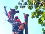 Menegangkan, Evakuasi Pemotong Pohon yang Pingsan di Pucuk Dahan