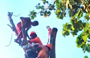 Menegangkan, Evakuasi Pemotong Pohon yang Pingsan di Pucuk Dahan