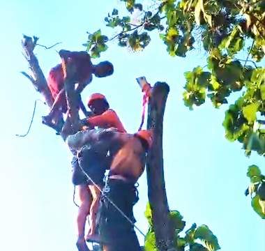 Menegangkan, Evakuasi Pemotong Pohon yang Pingsan di Pucuk Dahan