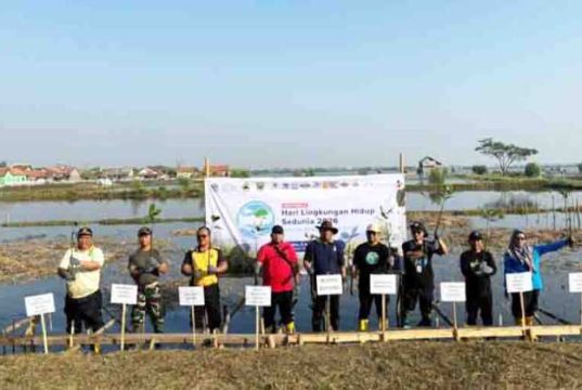 Dukung Hari Lingkungan Hidup 2026, BPI Siapkan 30.000 Bibit Mangrove untuk Pesisir Batang