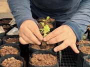 Melalui Pembinaan Kemandirian Narapidana, Lapas Semarang Kembangkan Bibit Sayuran dan Hortikultura