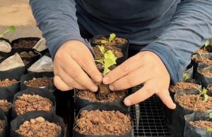 Melalui Pembinaan Kemandirian Narapidana, Lapas Semarang Kembangkan Bibit Sayuran dan Hortikultura