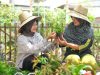 PT PLN IP Dorong Kemandirian KWT Cantik Bahari Tanjung Mas Melalui Urban Farming Berbasis Energi Bersih
