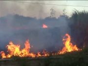 Lahan Tebu Terbakar di Gebog Kudus, Petani Lansia Dilaporkan Hilang Misterius