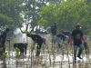 PLN UIK Tanjung Jati B Tanam 5.000 Mangrove di Pantai Blebak di Peringatan Hari Lingkungan Hidup Sedunia
