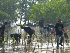 PLN UIK Tanjung Jati B Tanam 5.000 Mangrove di Pantai Blebak di Peringatan Hari Lingkungan Hidup Sedunia