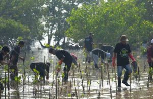 PLN UIK Tanjung Jati B Tanam 5.000 Mangrove di Pantai Blebak, Peringati Hari Lingkungan Hidup Sedunia
