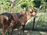 Api Melalap Kandang Sapi di Toroh Grobogan, Dua Sapi Jadi Korban