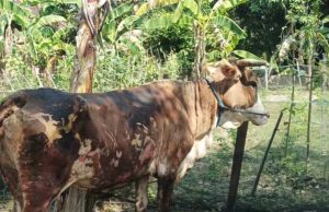Api Melalap Kandang Sapi di Toroh Grobogan, Dua Sapi Jadi Korban