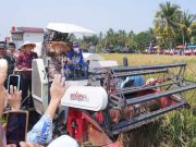 Lilis Nuryani Panen Raya di Puring, Dukung Kesejahteraan Petani