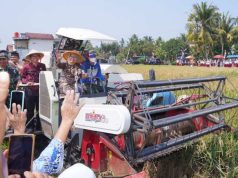 Lilis Nuryani Panen Raya di Puring, Dukung Kesejahteraan Petani