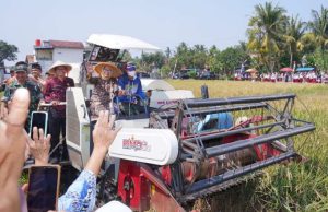 Lilis Nuryani Panen Raya di Puring, Dukung Kesejahteraan Petani